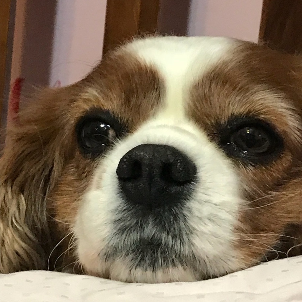 Meet your Posher, Susan